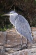 Grey heron standing on the ground below a tamarisk tree
