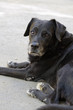 Photo: black domestic dog black domestic dog