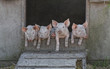 Photo: Schwein gehabt Schwein gehabt