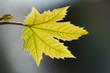green leafs on the sun