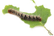 Lasiocampa quercus (Oak Eggar) caterpillar on white