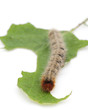Lasiocampa quercus (Oak Eggar) caterpillar on white Lasiocampa quercus (Oak Eggar) caterpillar on white