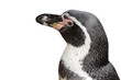 Pinguin