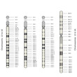 Web Art Design CHROMOSOM 13 to 16 CHROMOSOMES 13 16 médecine 10