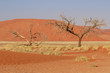 Sossusvlei sand dunes landscape in the Nanib desert near Sesriem