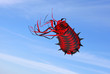 flying kite