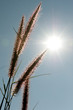 flower of grass sunrise time