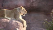Lion Sneezes And Yawns