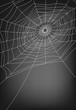 spider web