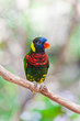 colorful parrot