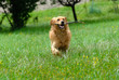 golden retriever mentre corre sul prato con un bastone in bocca golden retriever mentre corre sul prato con un bastone in bocca