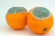 Two moldy oranges Two moldy oranges