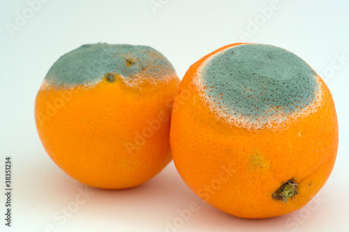 Photo: Two moldy oranges Two moldy oranges