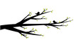Vector: Spring branch Spring branch