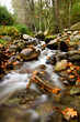 beautiful creek in forest