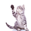 tabby cat reaching for something