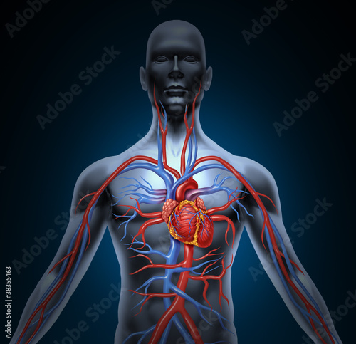 Illustration: Human Heart Circulation Human Heart Circulation