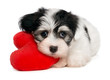 Photo en ligne au meilleur prix Lover Valentine Havanese puppy with a red heart
