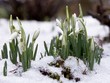 Close up of snowdrops in snow with water drops