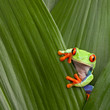 red eyed tree frog