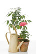 Hibiskus flower and ficus  tree  in  pots
