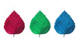 Colorful Leaf