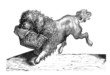 Chien Fidèle