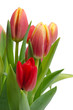 Frische Tulpen