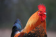 Coq Coq