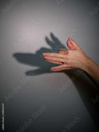 Photo: silhouette shadow of wolf silhouette shadow of wolf