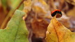 ladybird on an autumn leaf