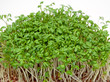 Gartenkresse - epidium sativum
