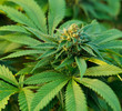 Marijuana Plant