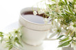 Photo: tea in a cup of white flowers and lilies of the valley tea in a cup of white flowers and lilies of the valley