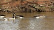Group Of Geese In Water Group Of Geese In Water