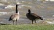Two Geese On Riverbank Two Geese On Riverbank