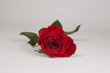 rote Rose Freisteller