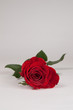 rote Rose Freisteller