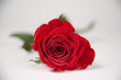 rote Rose Freisteller