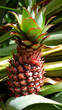 pineapple on tree