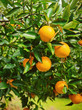 Photo en ligne au meilleur prix Ripe Oranges on Tree in Florida