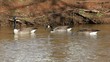Geese Floating Together Geese Floating Together