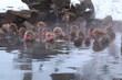 Snow monkey