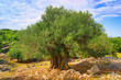 Photo en ligne au meilleur prix Olivenbaum Stamm - olive tree trunk 08