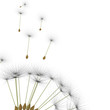 dandelion parachute