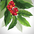 branch of ripe coffee