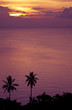 sunset and palmtrees at the ocean