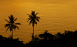 palmtrees at the sea