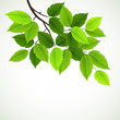 branch with fresh green leaves