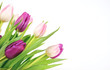 Tulips on white
